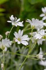 White alpine chickweed with raindrops macro photography on a summer day. Blooming alpine mouse-ear with water drops on a white petals in summertime close-up photo.
