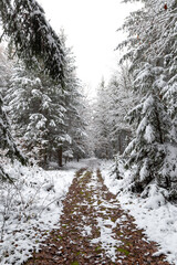 A dirt road running through a snow covered forest.