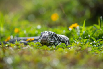 A black and white tegu Salvator merianae sunbathing and relaxing in a grass field with yellow flowers 
