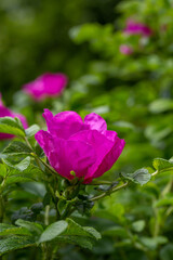 Blossom purple rose flower macro photography on a sunny summer day. Garden rose pink petals close-up photo in the summertime. Tender rosa floral background.