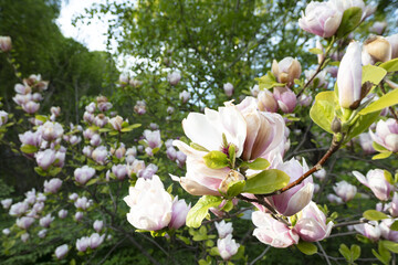 Pink flowers on the branches open toward the sunlight