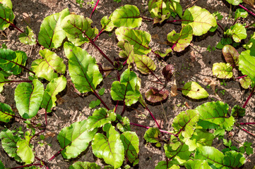top view of young beet leaves