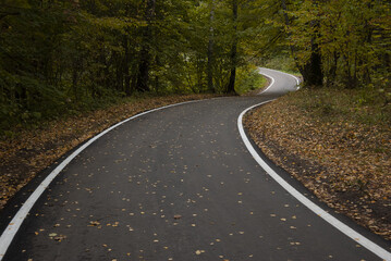A asphalt path strewn with fallen leaves in the fall forest