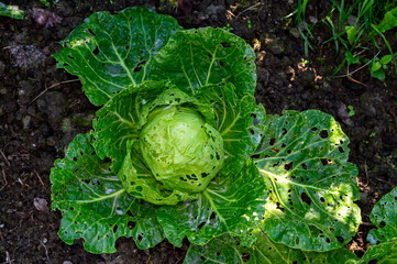 cabbage leaves damaged by pests