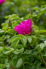 Blossom purple rose flower macro photography on a sunny summer day. Garden rose pink petals close-up photo in the summertime. Tender rosa floral background.