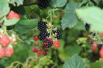 Natural blackberries grown in the forest, Organic fruit, cake decoration