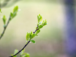 young leaves on a branch