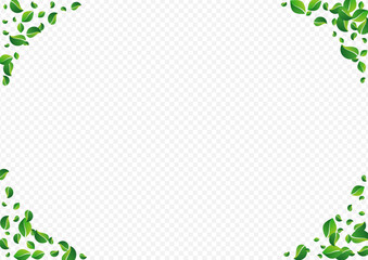 Fototapeta premium Swamp Leaf Abstract Vector Transparent