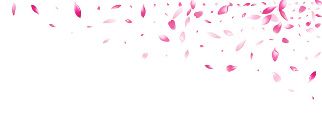 Purple Sakura Petal Vector White Background.