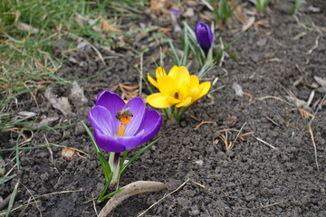 Honey bee pollinating purple and yellow flowers of crocuses in March