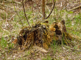 old stump in the woods