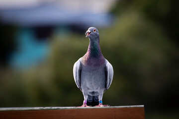 full body of homing pigeon standing outdoor against green blur background