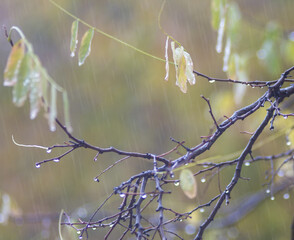 Rain drops on a branch, depth of field. 