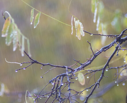 Rain drops on a branch, depth of field. 