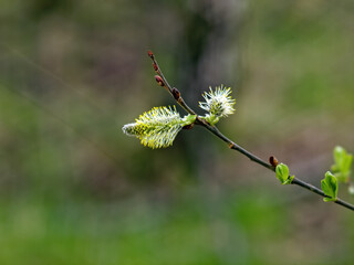 young leaves on a branch