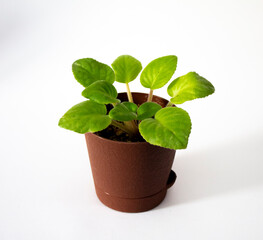 Houseplant violet flower in brown pot on white background isolated object