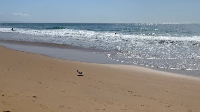 animal wildlife pigeon bird walking on tropical nature sand beach with beautiful water wave ocean sea background, summer vacation travel tourism peaceful