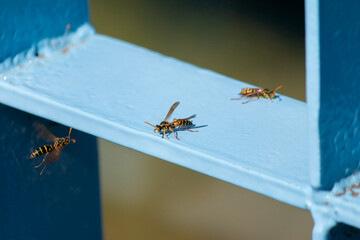 Three hornets on the iron fence. These hornets are known as the Japanese yellow hornet.