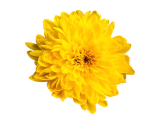 chic yellow chrysanthemum close-up on a white background