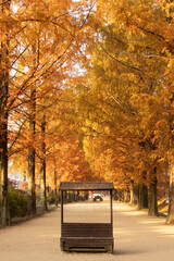 담양 메타쉐콰이아 가로수길