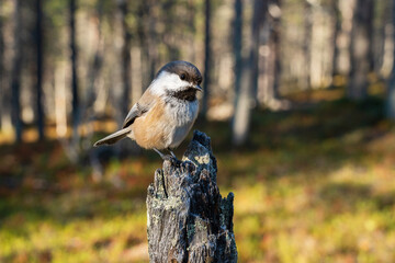 A close-up wide angle shot of a curious Siberian tit in an old-growth Pine forest in Urho Kekkonen National Park, Northern Finland
