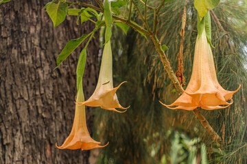 Brugmansia is a genus of seven species of flowering plants in the nightshade family Solanaceae....