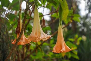 Brugmansia is a genus of seven species of flowering plants in the nightshade family Solanaceae....