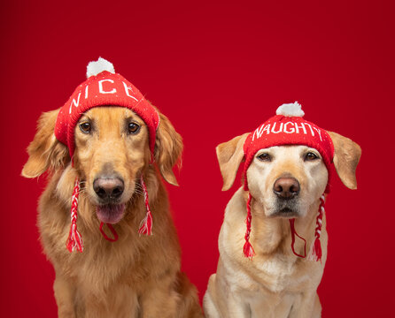 Portrait Of A Yellow Labrador Retriever And Golden Retriever Wearing Naughty And Nice Hats