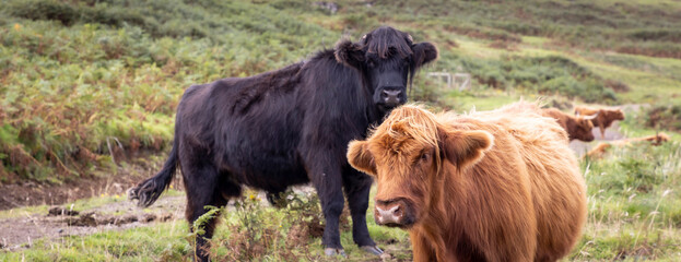 highland cattle ( Kyloe)  in the highlands of Scotland