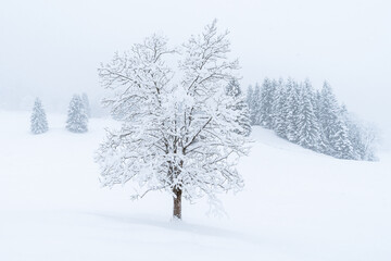 Fototapeta na wymiar Schneelandschaft, Baum im Schnee