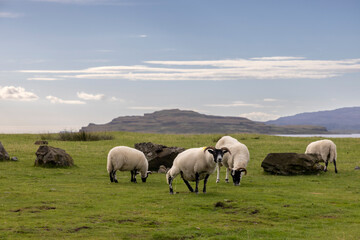 Naklejka na ściany i meble Flock of sheep on the Ile of Mull, Scotland