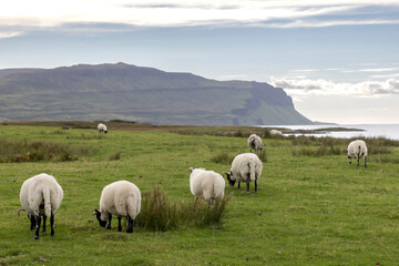 Fototapeta premium Flock of sheep on the Ile of Mull, Scotland
