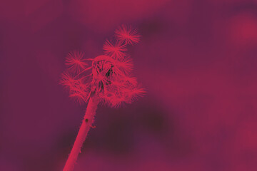 Abstract background with fluffy dandelion toned in viva magenta color. Viva Magenta beautiful view...