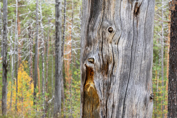 Old burn marks on a dead standing Pine tree trunk in Oulanka National Park, Northern Finland