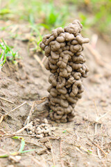 a view of beautiful earthworms clay