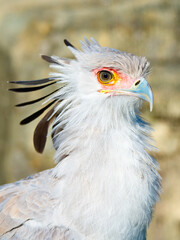 Portrait of a secretary bird in the zoo.