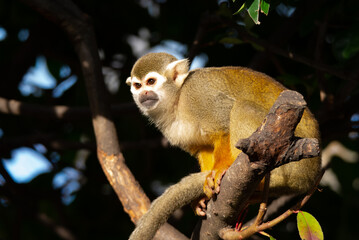 Fototapeta premium Squirrel monkey on the tree.