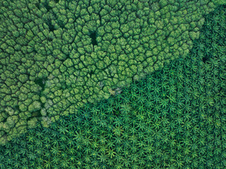 Top view aerial shot of the palm grove with green trees forest,palm grove and shadows from palm...