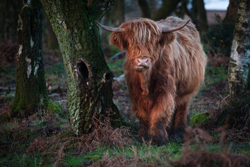 Highland Cow  in the woods