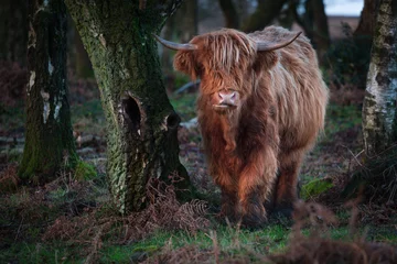 Crédence de cuisine en verre imprimé Highlander écossais Highland Cow  in the woods