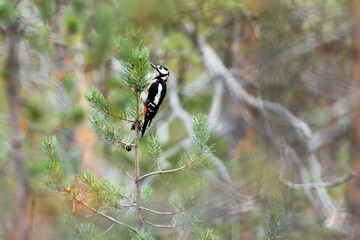 Great spotted woodpecker hanging on to a small Pine tree with cones in Oulanka National Park, Northern Finland