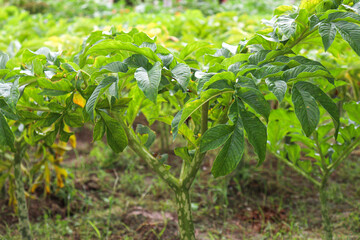 taro tree stock with leaf on farm