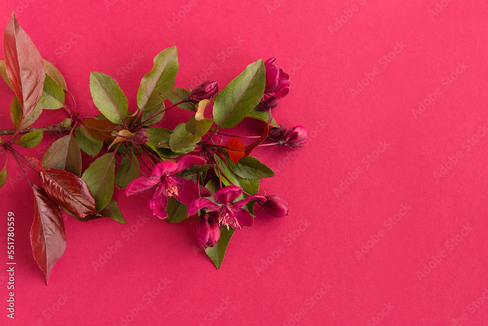 Sticker Paper background Color 2023 Viva Magenta. Viva magenta color of the year 2023 demo. Beautiful floral card with space for text.