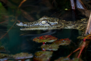 Baby crocodile in the okavango