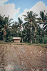 Fototapeta premium Bali landscape nature culture