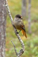 Obraz premium A close-up of a curious Siberian jay perched on a branch in an old coniferous forest in Oulanka National Park, Northern Finland