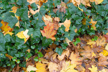 Autumn Sidewalk Texture Background, Yellow Fallen Leaves on Old Pathway with Autumn Leaves and Green Ivy Border