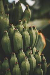 Bali landscape nature culture banana plant tree