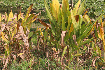 Obraz premium rip turmeric tree farm for spice harvest