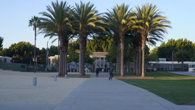 Palm Trees located at the entrance of the Los Angeles County Museum of Art (LACMA) during the sunset on a sunny summer day in Los Angeles, California.